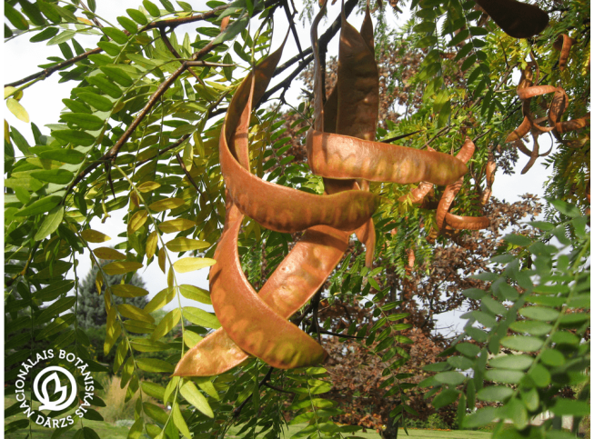 Gleditsia triacanthos